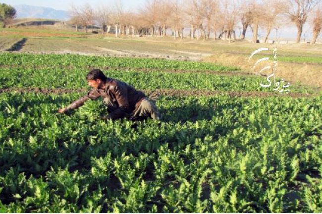 Poppy Cultivated  on Taliban-Grabbed  Govt Land